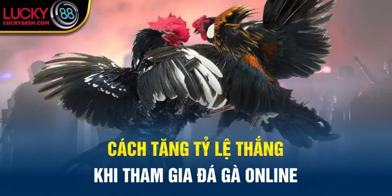 Cách tăng tỷ lệ thắng khi tham gia đá gà online