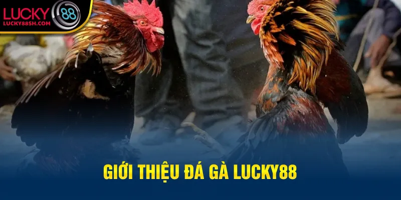 Giới thiệu đá gà Lucky88