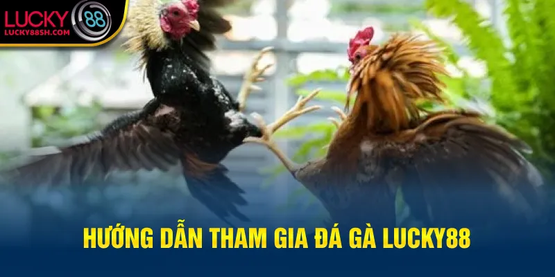 Hướng dẫn tham gia đá gà Lucky88