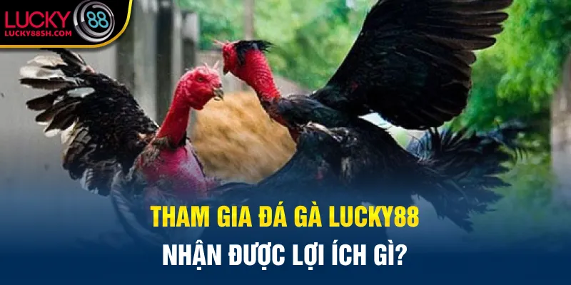 Tham gia đá gà Lucky88 nhận được lợi ích gì?